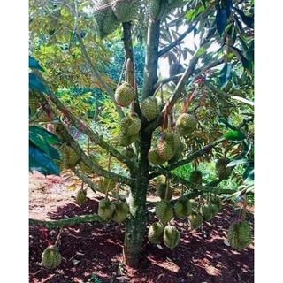 Cây giống sầu riêng ri6 siêu lùn trái sớm(GIỐNG EAKAMT)