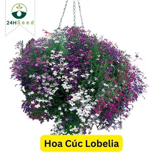 Hạt giống hoa cúc Lobelia - hoa thúy điệp mix gói 100 hạt 24HSeed