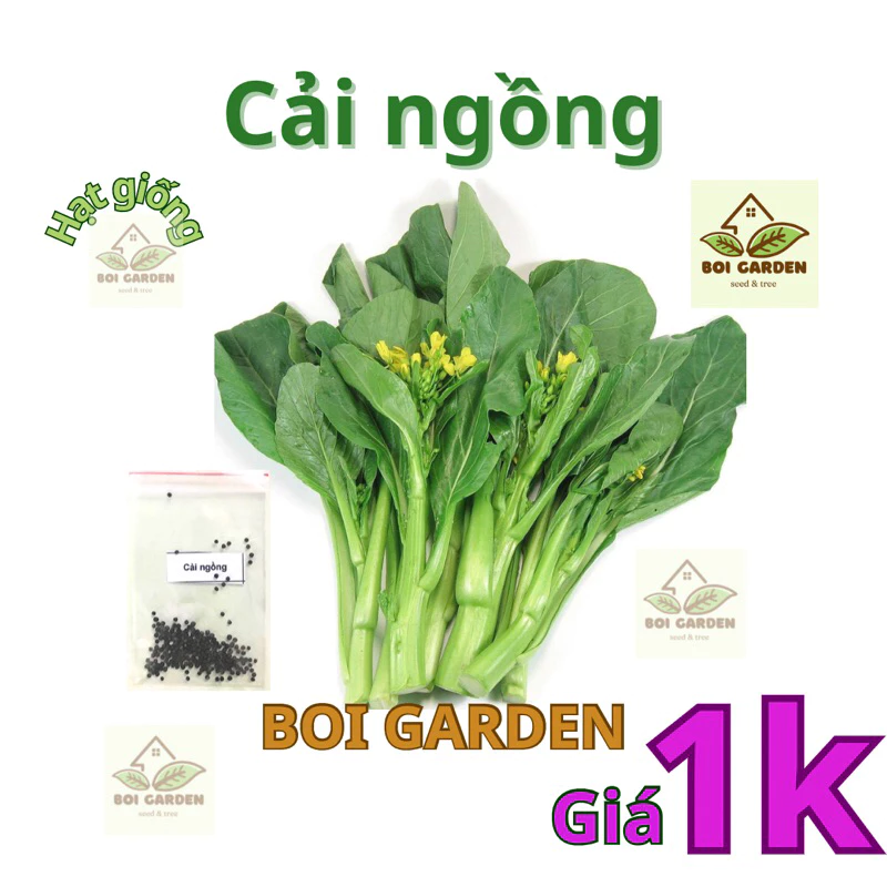 [deal 1k] 200h Hạt giống rau Cải ngồng (4)