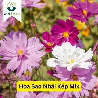 Hạt giống hoa sao nhái kép nhiều màu mix 24HSeed