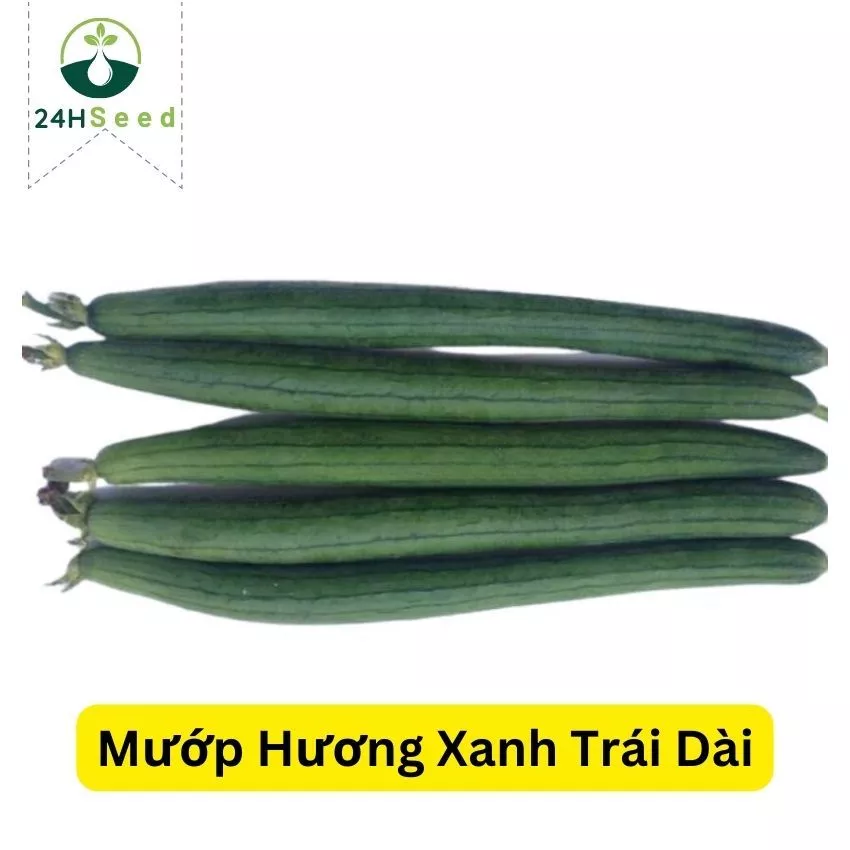 Hạt giống mướp hương xanh trái dài lai F1 24HSeed