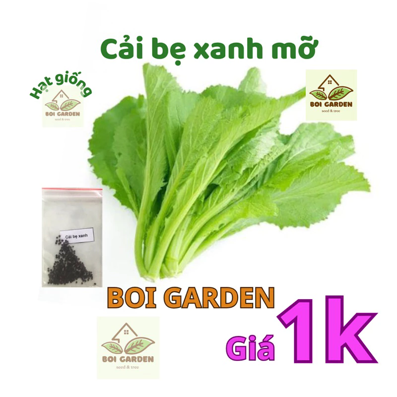 [Deal 1k] 200 Hạt giống CẢI BẸ XANH MỠ (1)