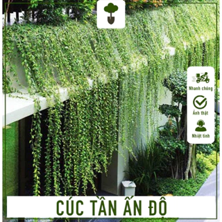 Cúc Tần Ấn Độ - Cây cao 50-60 cm - Cây trang trí sang trọng - Mang tài lộc