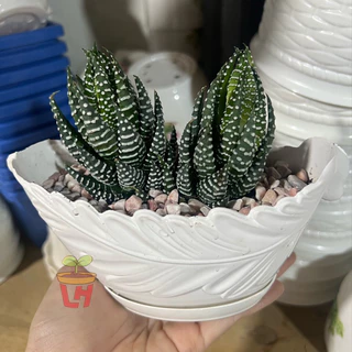 Chậu nhựa trồng cây mini, trồng sen đá (Chiếc thuyền) 15x7x7cm