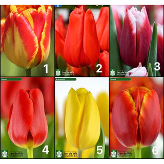 Combo 10 củ hoa Tulip được chọn màu