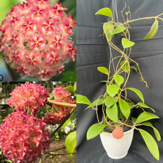 Hoa Cẩm cù - hoya Mindorensis pink nhiều kích thước, hoa đẹp, siêng hoa, dễ trồng