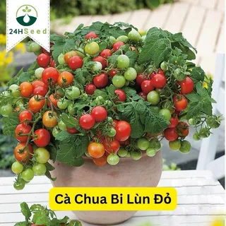 Hạt giống cà chua bi lùn đỏ lai F1 24HSeed