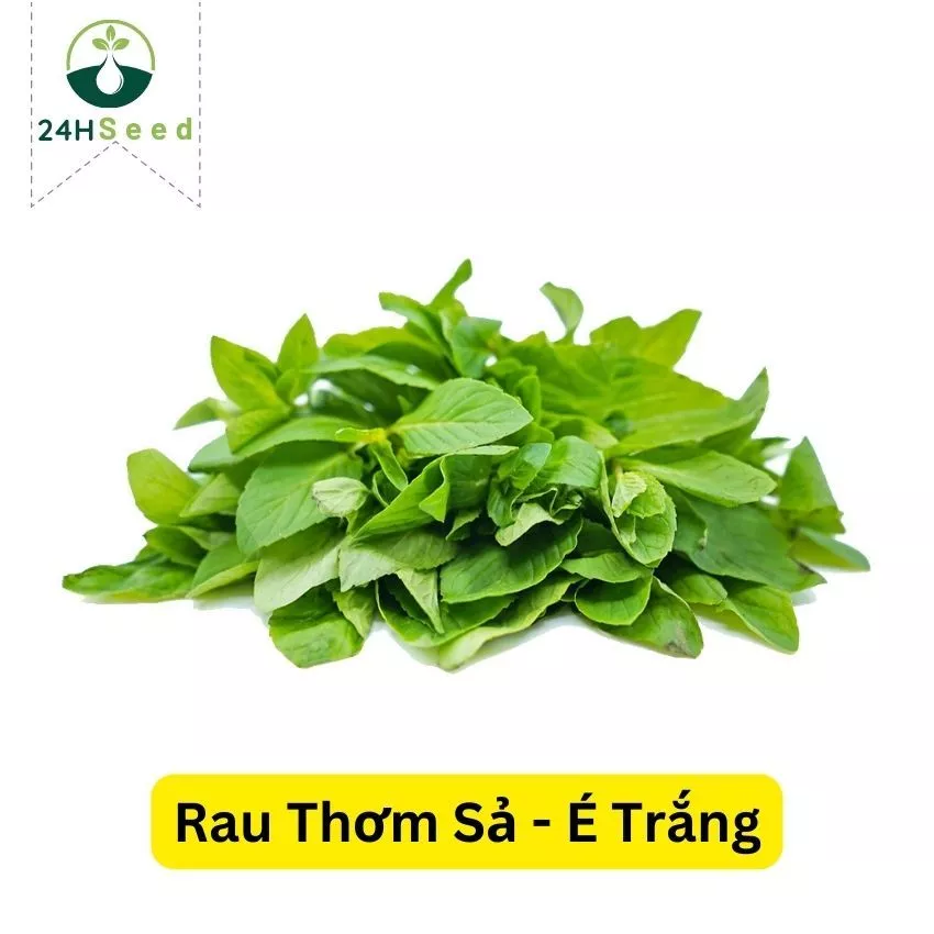 Hạt giống rau thơm sả - é trắng 24HSeed