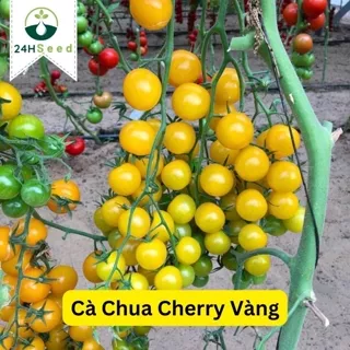 Hạt giống cà chua cherry vàng lai F1 24HSeed