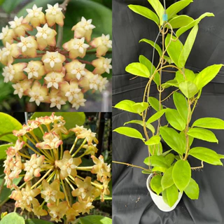 Hoa Cẩm cù - hoya Crassicaulis thân leo, hoa rất thơm mùi gừng, siêng hoa, rất dễ trồng