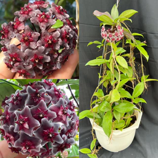 Hoa Cẩm cù - hoya Royal Hawaiian Purpley thân leo, hoa tím đen đậm, hoa thơm, siêng hoa, rất dễ trồng