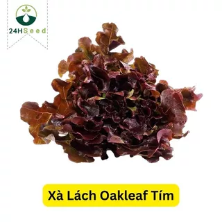 Hạt giống xà lách oakleaf - xà lách sồi tím 24HSeed