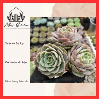 Sen đá ngọc bích size mini 🔥FREE SHIP🔥 Xuất xứ Đà Lạt, đã thuần khí hậu