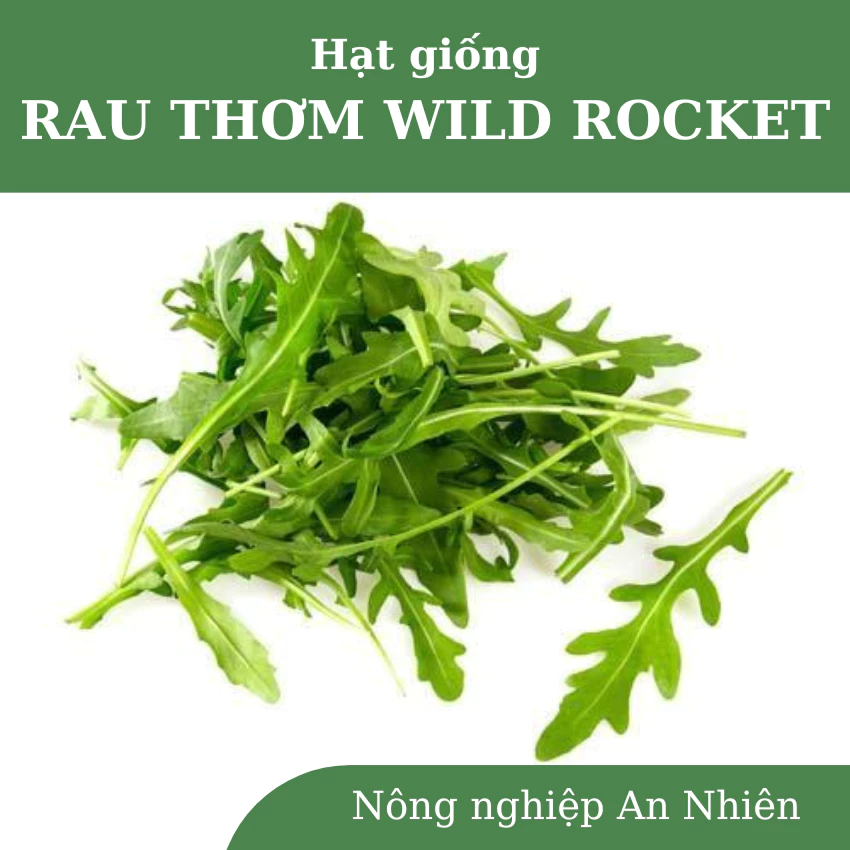 1000 Hạt giống rau thơm WILD ROCKET nhập khẩu, cho năng suất cao, sinh trưởng tốt, phù hợp nhiều vùng khí hậu khác nhau