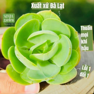 3 cây sen đá luxury Sonda garden size bé 5-8cm chốt trên livestream