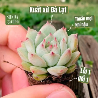 Sen đá tiểu ngọc SONDA GARDEN size mini 2.5-4cm, cây cảnh trang trí nhà cửa, lỗi 1 đổi 1