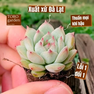 Sen đá tiểu ngọc Đà Lạt size mini cây cảnh trang trí nhà cửa Toro garden