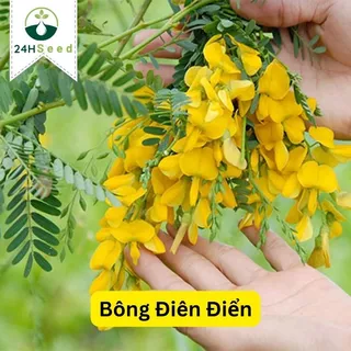 Hạt giống bông điên điển 24HSeed