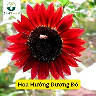 Hạt giống hoa hướng dương đỏ gói 25-30 hạt 24HSeed