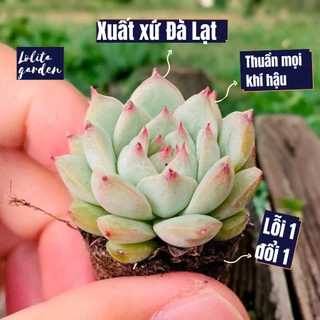 Sen đá tiểu ngọc Đà Lạt size mini cây cảnh trang trí nhà cửa Lolita garden