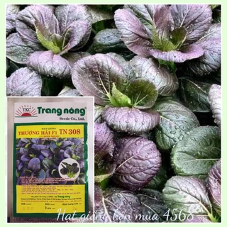 Hạt giống cải thìa tím (cải pak choi) Trang Nông hơn 500 hạt