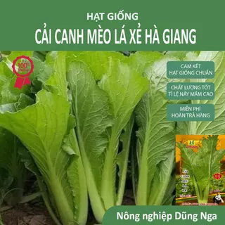 Hạt giống rau Cải mèo hà Giang gói 20gram hàng chính hãng công ty đóng gói