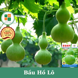 Hạt giống bầu hồ lô siêu quả