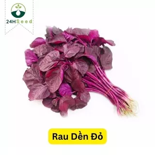 Hạt giống rau dền đỏ gói 20 gam 24HSeed