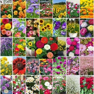Hoa tổng hợp mix 15 loại hoa
