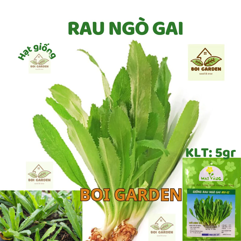 Hạt giống rau NGÒ GAI (131)