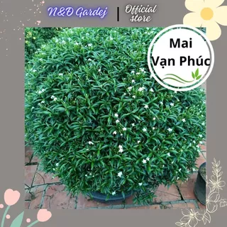 Mai Vạn Phúc (Mai Tiểu Thư) cao 30 - 45cm đã có hoa |  Mùi thơm dịu nhẹ, trồng hàng rào, cảnh quan, sân vườn(ảnh thật).