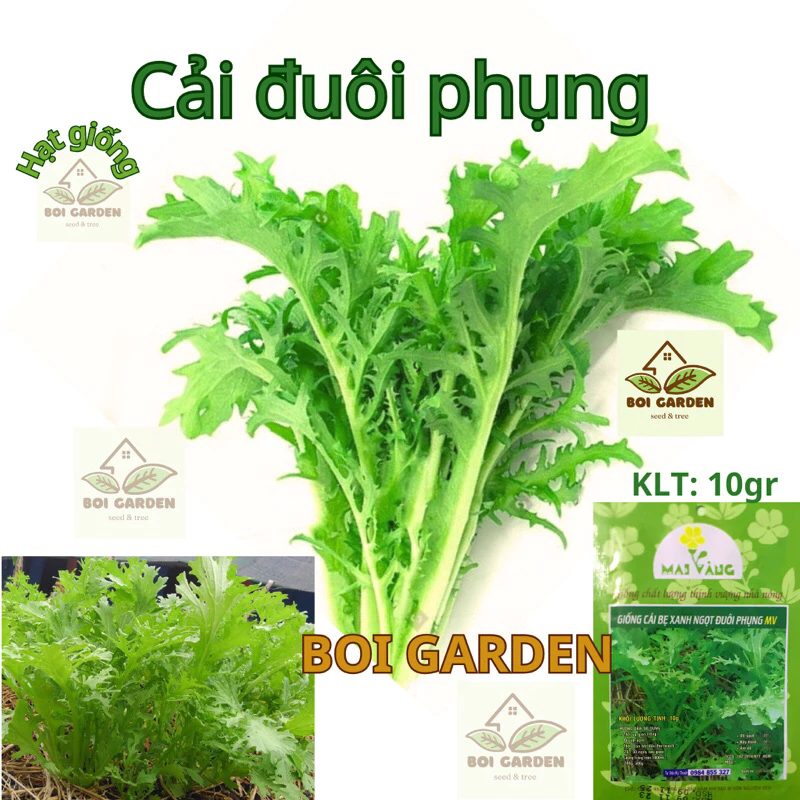 Hạt giống cải xanh ĐUÔI PHỤNG (147)