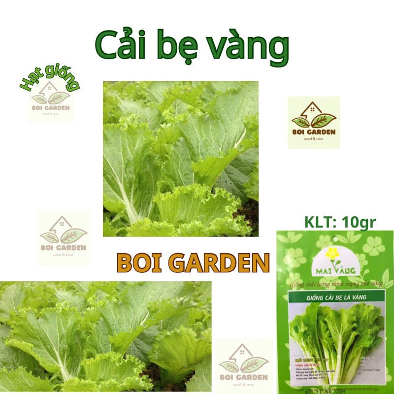 Hạt giống Cải bẹ lá vàng (145)