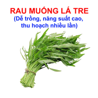 Hạt giống Rau Muống Lá Tre dễ trồng, năng suất cao