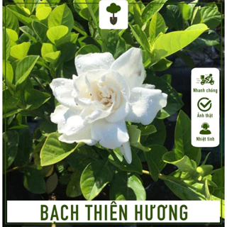 Cây Bạch Thiên Hương -  Hoa Dành Dành - Cây cao 60-70 cm - Trang trí nội ngoại thất