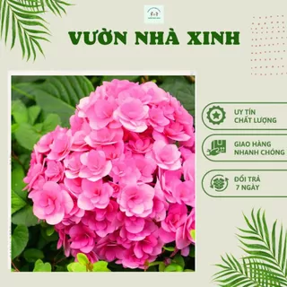 CÂY GIỐNG HOA CẨM TÚ CẦU NHIỆT ĐỚI CÁNH KÉP RA HOA QUANH NĂM