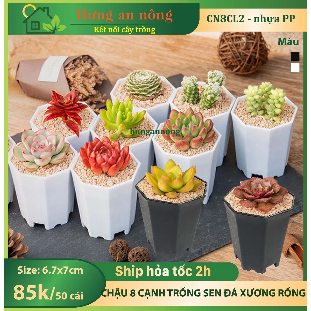 CN8C-L2 - sét 50 chậu 8 cạnh nhựa PP chuyên trồng bonsai mini, sen đá xương rồng để bàn size 6.7x7cm
