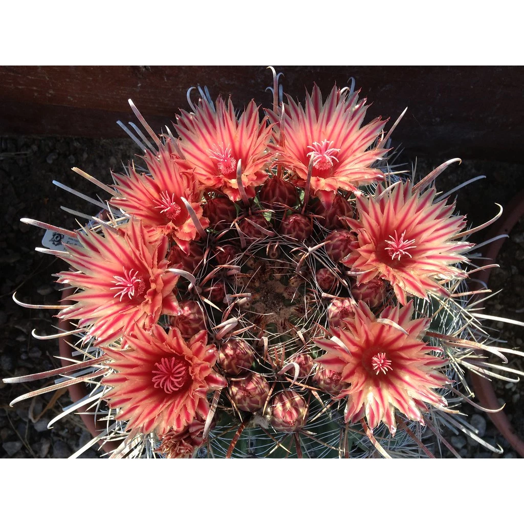 Ferocactus gracilis 01. Đơn > 100k tặng 3em xr