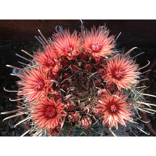 Ferocactus gracilis 01. Đơn > 100k tặng 3em xr