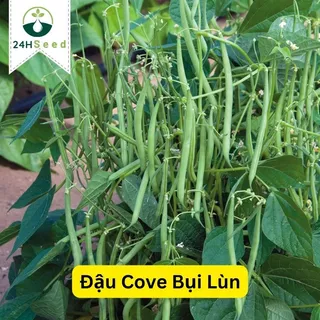 Hạt giống đậu cove bụi lùn gói 20 gam 24HSeed