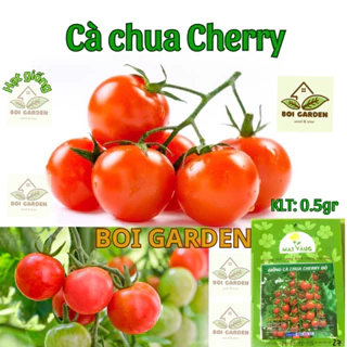 Hạt giống cà chua cherry / cà chua bi (73)