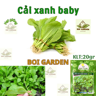 Hạt giống cải BẸ XANH ĂN NON (142)