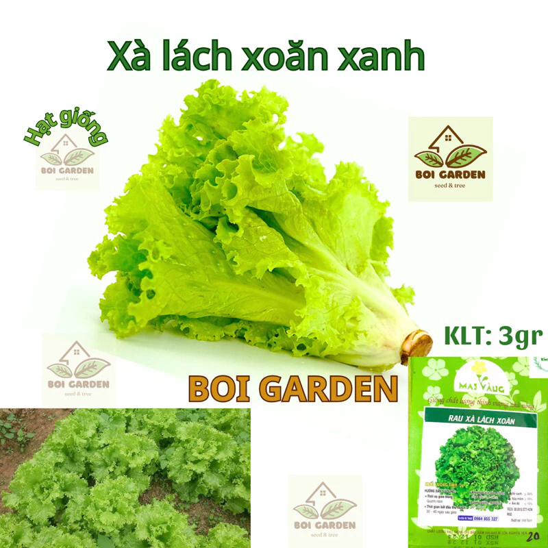 Hạt giống xà lách xoăn xanh (121)