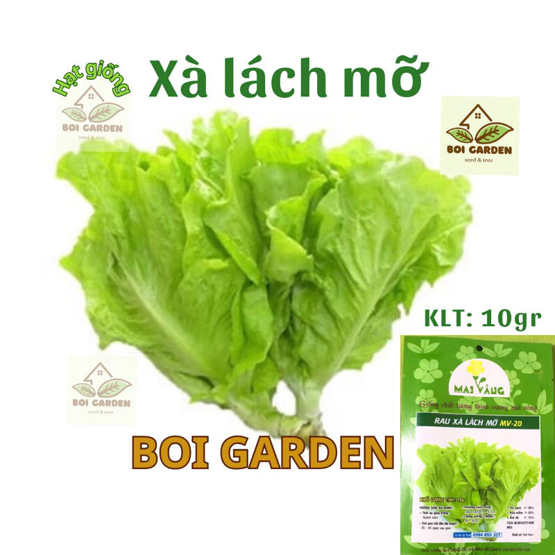 Hạt giống Xà Lách Mỡ cao sản (123)