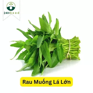 Hạt giống rau muống lá lớn gói 50 gam 24HSeed