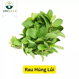 Hạt giống rau húng lủi 24HSeed