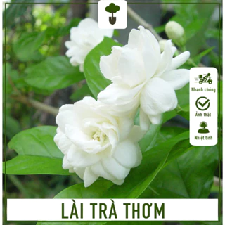 Cây Lài Trà Thơm - Hoa Nhài -Cây cao 40-50 cm - Món Quà Thiên Nhiên Thơm Lừng Từ Vườn Trà Của Bạn