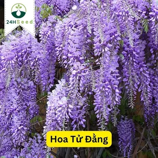 Hạt giống hoa tử đằng gói 5 hạt 24HSeed