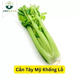 Hạt giống cần tây Mỹ khổng lồ 24HSeed