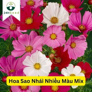 Hạt giống hoa cúc sao nhái mix 24HSeed